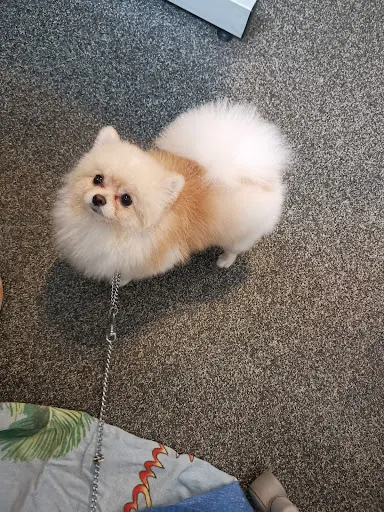 Salon Strzyżenia i Pielęgnacji dla Zwierząt HAPPY DOG